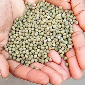 Premium Quality Grass Pea