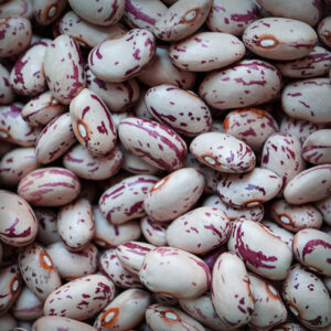 Premium Quality Moth Beans